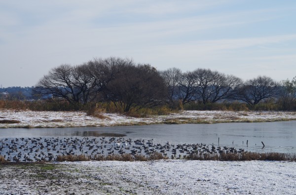 多々良沼の雪景色_b0356401_19264614.jpg