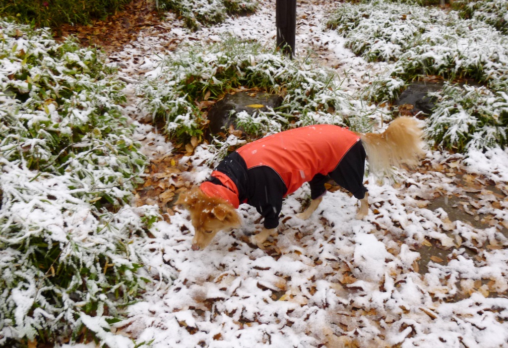 11月に初雪_e0200101_9195027.jpg