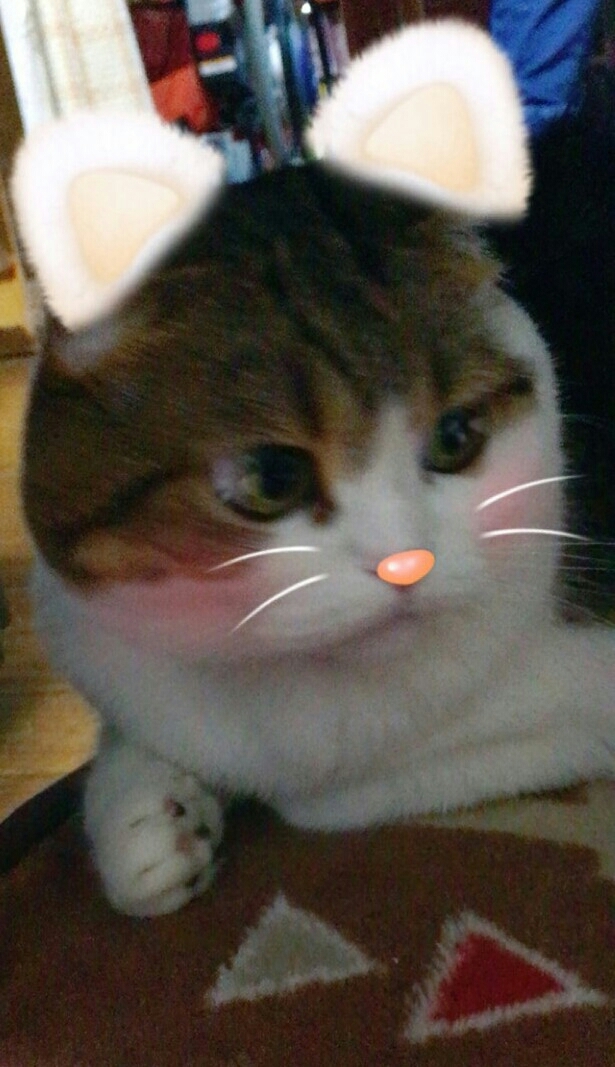 猫　たんたん_f0375804_14384030.jpg