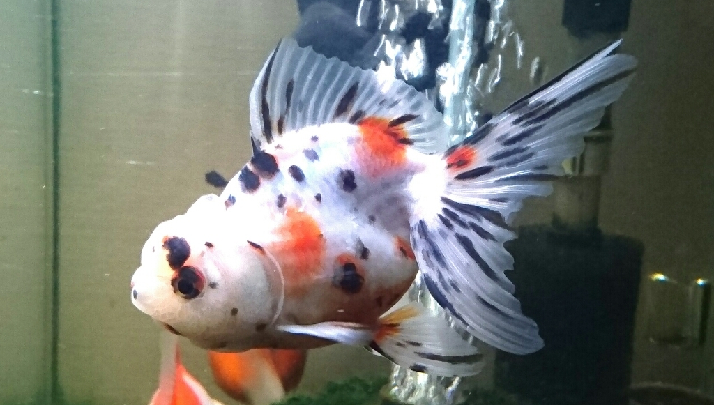 金魚紹介~特級東錦~_b0298605_00030940.jpg