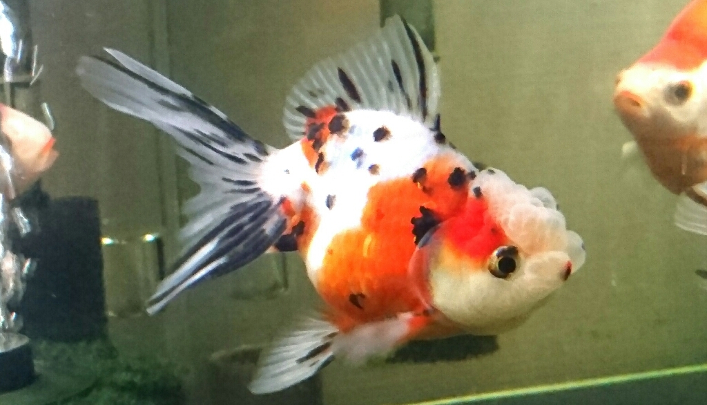 金魚紹介~特級東錦~_b0298605_00031121.jpg