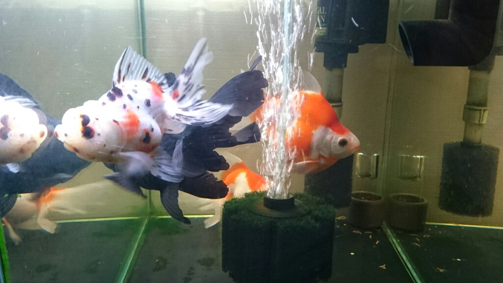金魚紹介~特級東錦~_b0298605_00031474.jpg