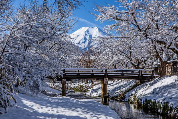雪の花を咲かせた桜の木 山梨県忍野村より 山麓風景と編み物 雪の花を咲かせた桜の木 山梨県忍野村より 山麓風景と編み物