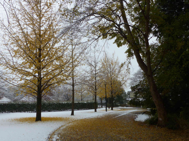 紅葉と雪のコラボを求めて_f0296312_11021141.jpg