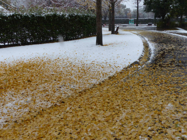 紅葉と雪のコラボを求めて_f0296312_11021235.jpg