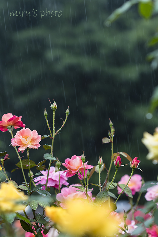 感謝の雨ならぬ雪が降る～♪_c0037519_00222557.jpg