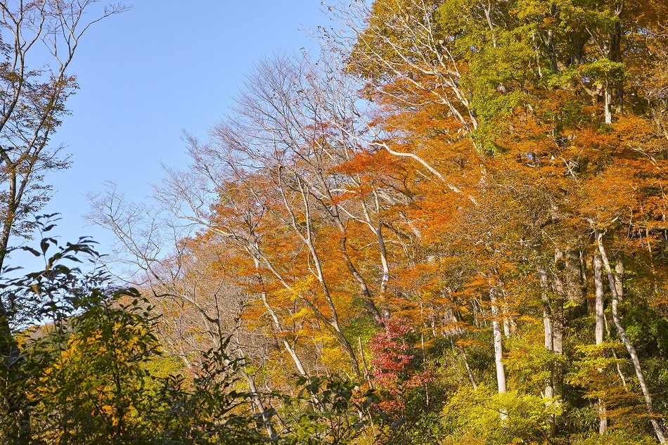 深まりゆく秋の山路にて_b0338222_20464084.jpg