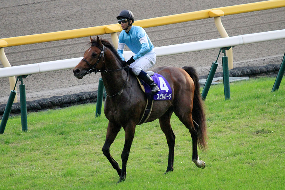 2014.11.2 東京競馬場☆天皇賞☆スピルバーグ【Thoroughbred】_f0250322_22574235.jpg