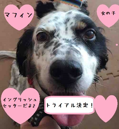 長崎中型犬多頭飼育崩壊レスキュー応援バザー_f0343323_13132659.jpg