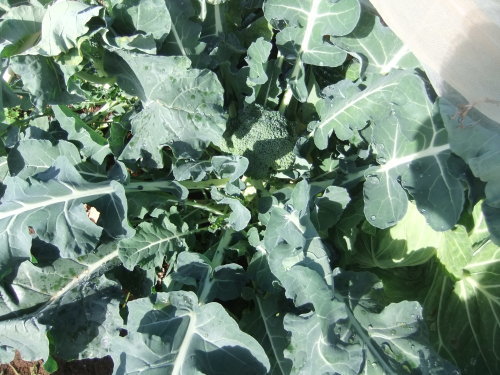 秋冬野菜の高騰..歓迎??_b0137932_20514219.jpg