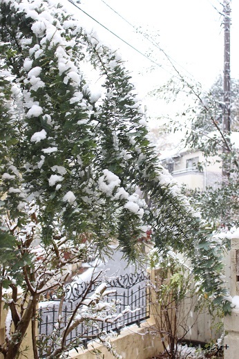 ＤＩＹ小屋の雪景色♪関東まさかの11月にして大雪です_f0023333_10223346.jpg