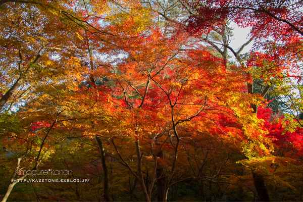 紅葉Days②**裏から表へ_b0197639_14340230.jpg