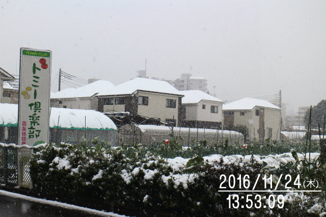 やさい畑につかまって The Catcher In The Yasai Fields やさい畑につかまって The Catcher In The Yasai Fields