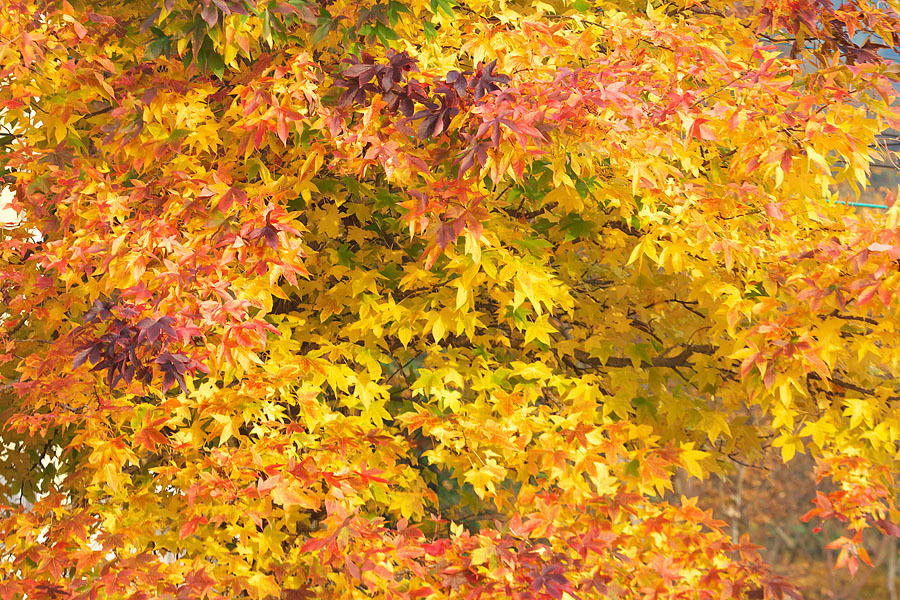c0067040_23103780.jpg