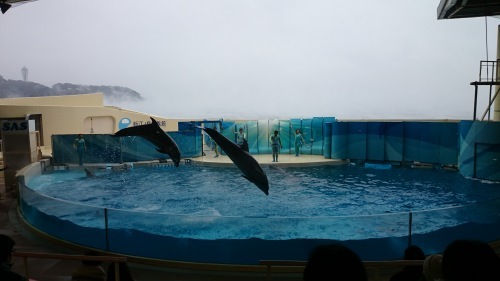 おでかけ情報　【新江ノ島水族館】_f0172342_09430242.jpg