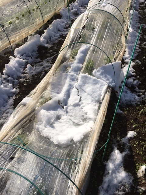 昨日の雪が解けて朝９時頃の様子です　全て野菜　セーフでしたが　ギリギリでした。_c0222448_12001236.jpg