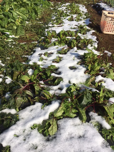 昨日の雪が解けて朝９時頃の様子です　全て野菜　セーフでしたが　ギリギリでした。_c0222448_12015129.jpg