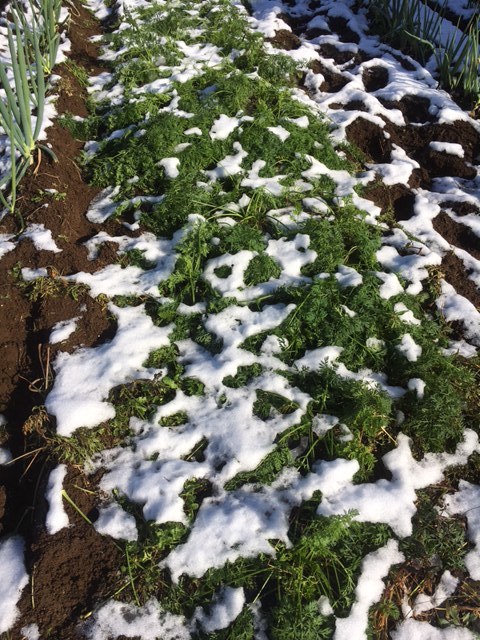 昨日の雪が解けて朝９時頃の様子です　全て野菜　セーフでしたが　ギリギリでした。_c0222448_12020448.jpg