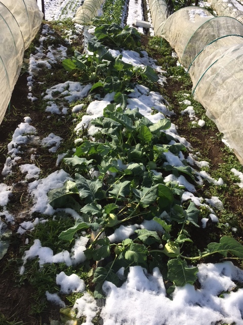 昨日の雪が解けて朝９時頃の様子です　全て野菜　セーフでしたが　ギリギリでした。_c0222448_12021976.jpg