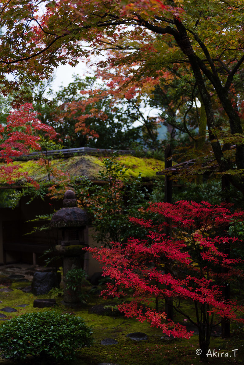 京都の紅葉 2016 〜7〜_f0152550_20471320.jpg