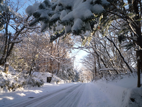 雪晴れの朝_b0045357_8581842.jpg