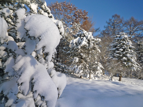 雪晴れの朝_b0045357_923581.jpg