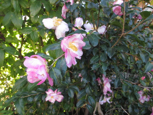ツワブキと山茶花の花が咲いています_a0243064_07351634.jpg
