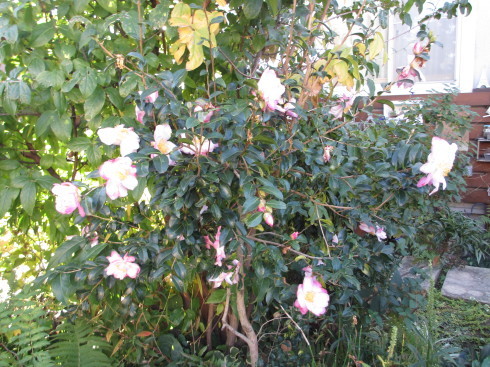 ツワブキと山茶花の花が咲いています_a0243064_07353557.jpg