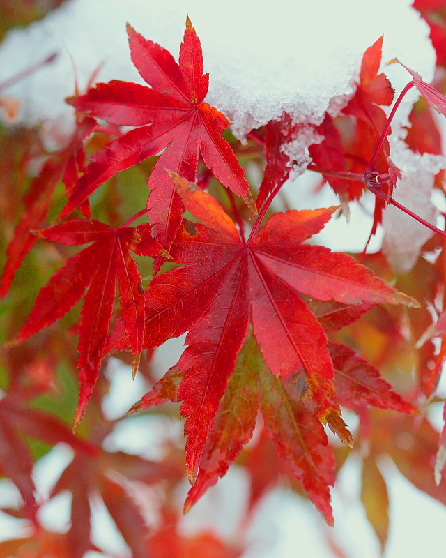 c0305565_18213791.jpg