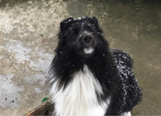 いきなりの雪_f0126965_08283483.jpg