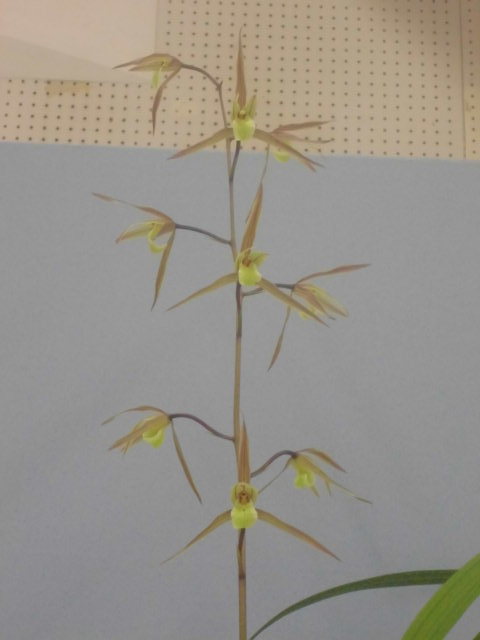 寒蘭 寒蘭全国展示大会 : DREAM GRASSES