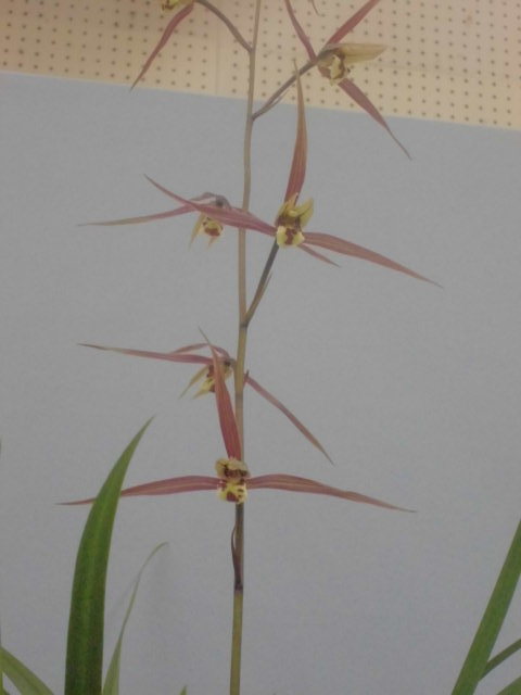 寒蘭全国展示大会 : DREAM GRASSES