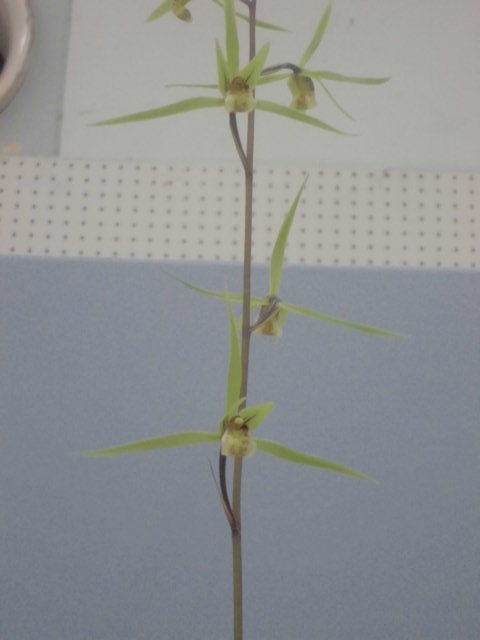 寒蘭全国展示大会 : DREAM GRASSES