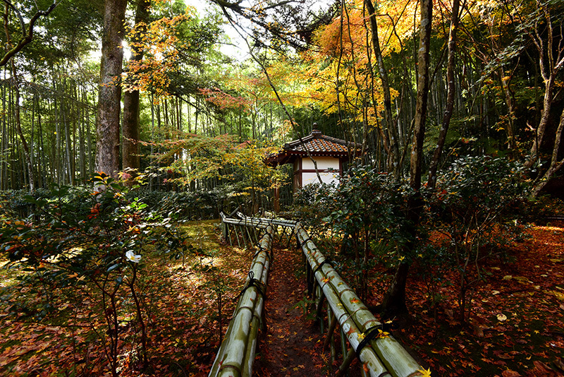 滝口寺　敷紅葉_c0317868_21361485.jpg