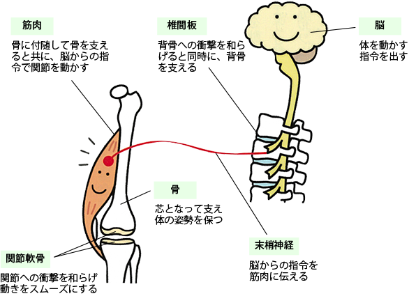 自分でケアするロコモティブシンドローム その7 運動器が体を動かす仕組みは？_a0296269_09450469.png