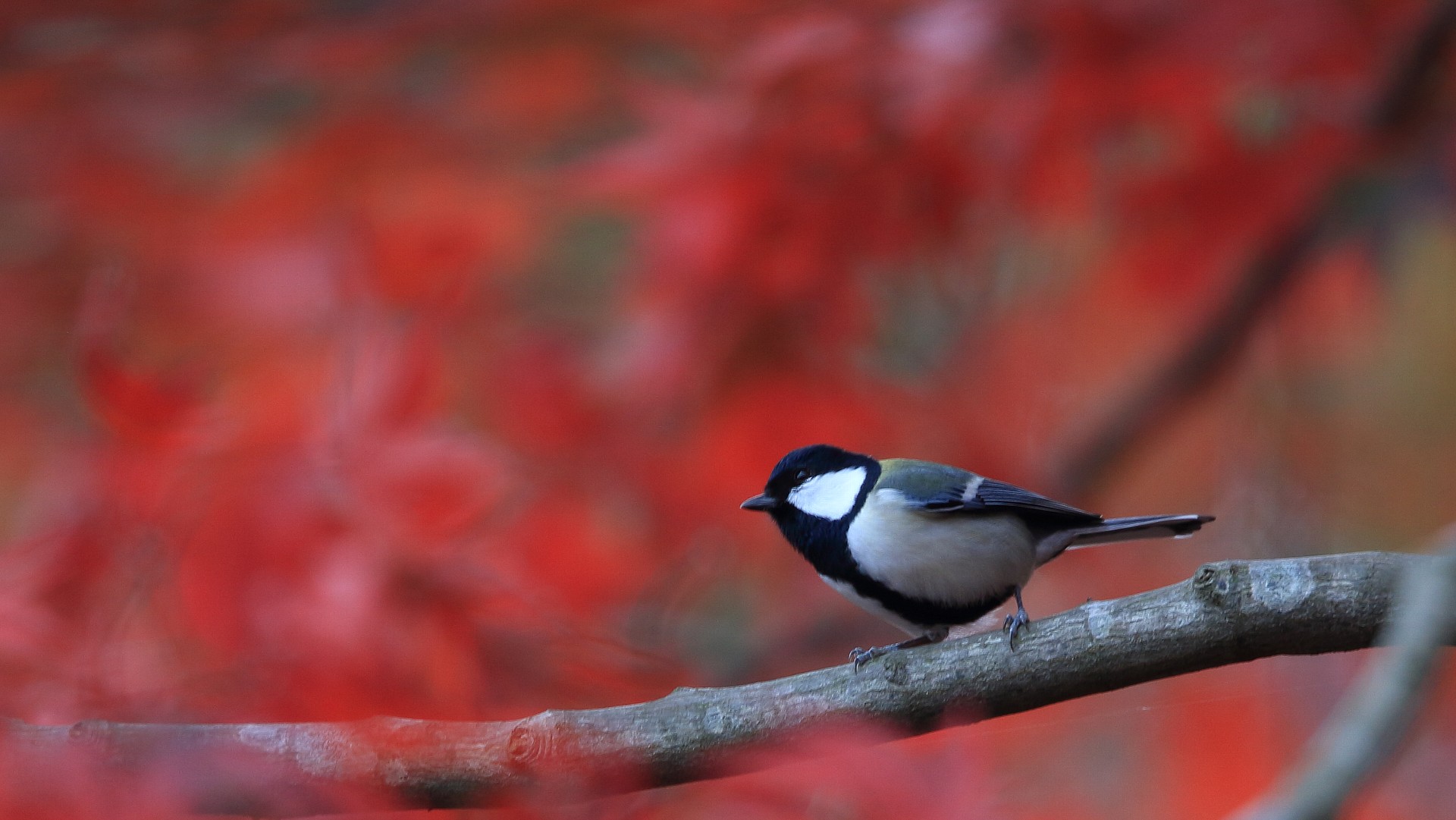 ちょっと派手すぎるかな？_f0105570_2111085.jpg