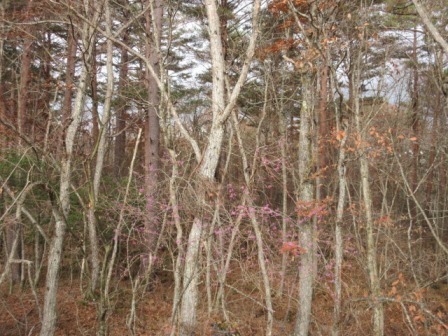 e0240973_180583.jpg