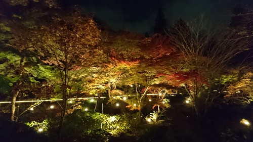 東山動植物園の紅葉を見に行ってきた！_b0143976_14202312.jpg