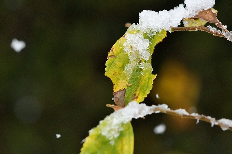 小畔川便り（１１月の初雪:2016/11/24）_f0031682_10044533.jpg