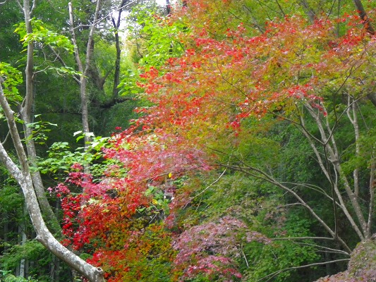 16-11：里山紅葉２「金比羅山＆烽火山」　　　　_f0187402_2159864.jpg