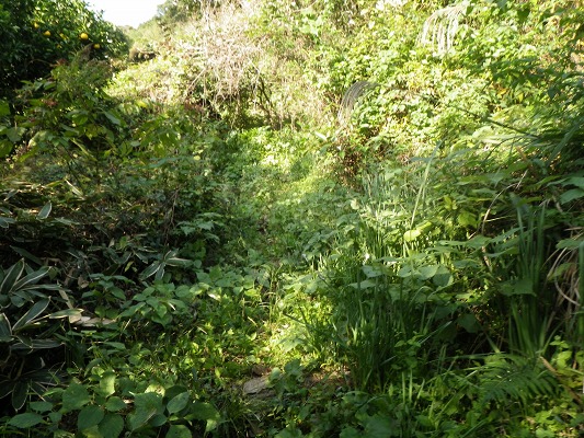 f0187402_2201551.jpg