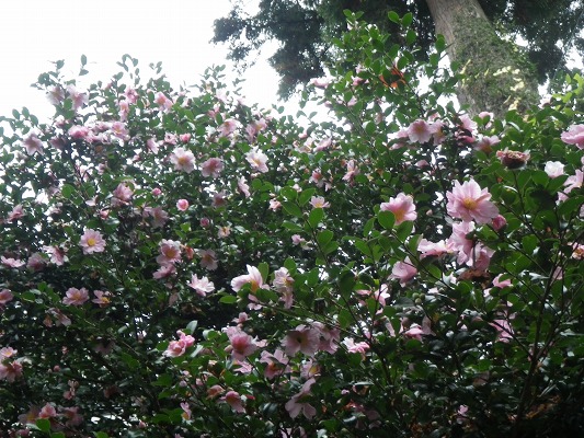 f0187402_2241643.jpg