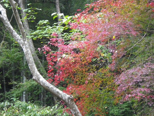 16-11：里山紅葉２「金比羅山＆烽火山」　　　　_f0187402_2242917.jpg