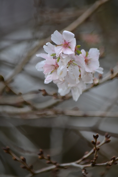 紅葉と桜♪　（宇治市植物公園）_a0240403_10321532.jpg