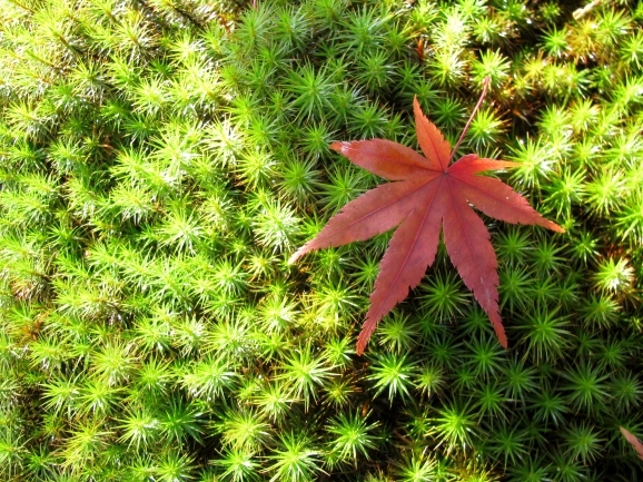 散りもみぢ（Fallen red, yellow, and golden leaves）_c0345705_13521352.jpg