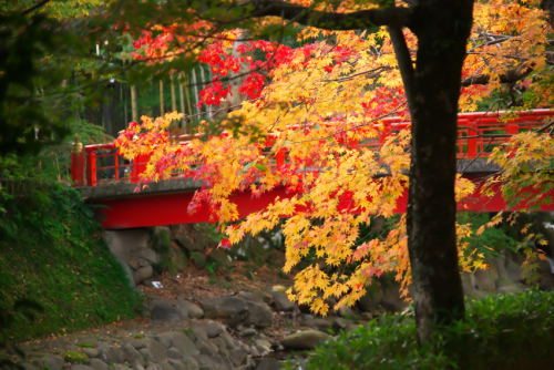 修禅寺の紅葉2_a0263109_18163236.jpg