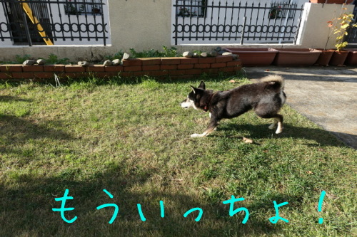 f0369014_15041537.jpg