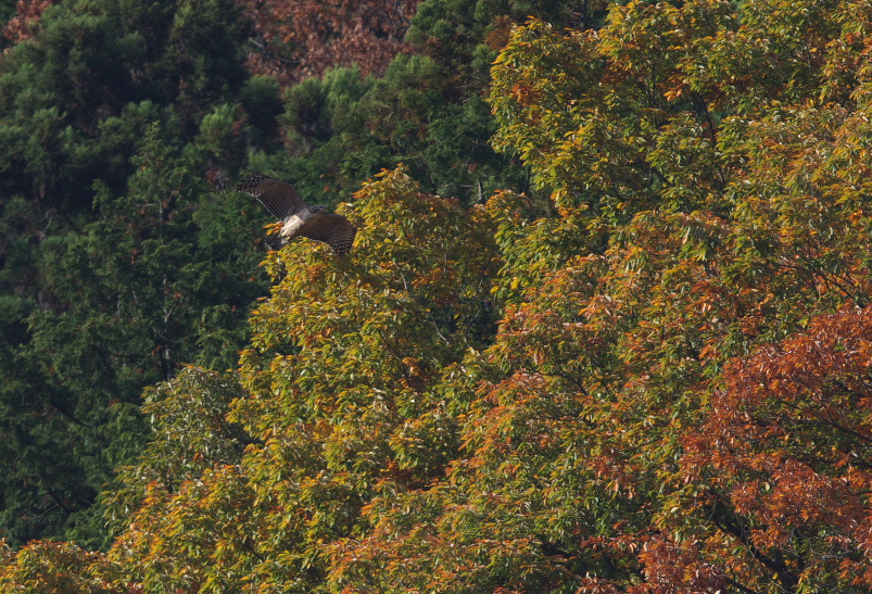 幼鳥クマタカ　紅葉バック_f0288418_10412620.jpg