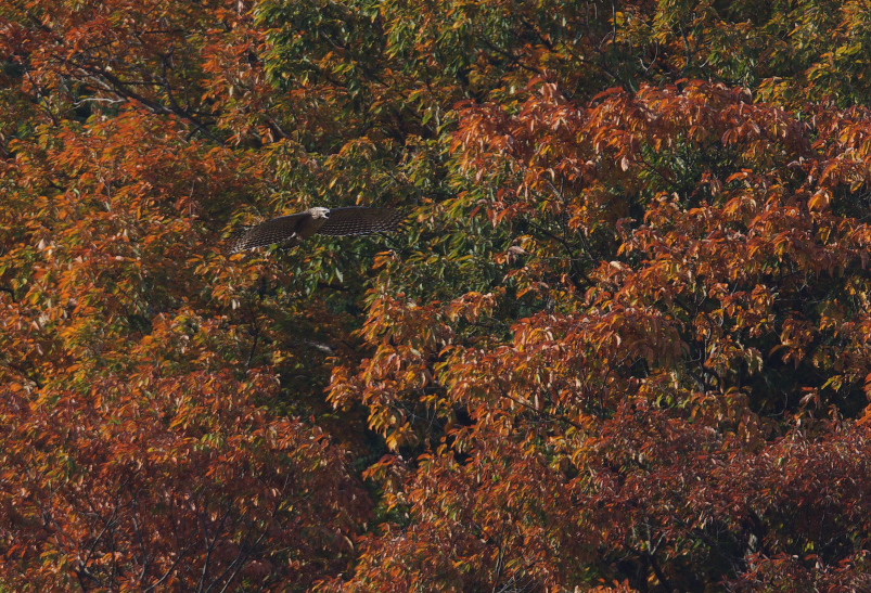 幼鳥クマタカ　紅葉バック_f0288418_10414214.jpg