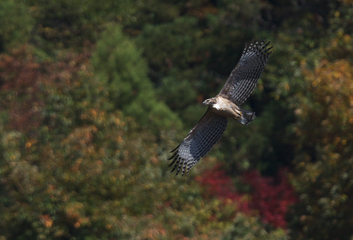 幼鳥クマタカ　紅葉バック_f0288418_1041448.jpg